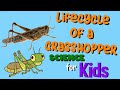 Grasshopper Life Cycle and Behavior