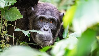 A Journey of Rescue and Recovery in Monkey World