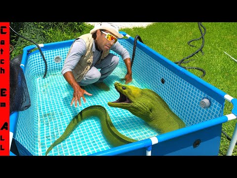 BUILDING a Moray Eel POOL POND!
