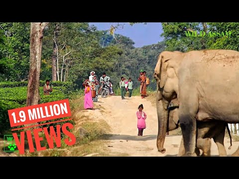 VILLAGER'S REACTION ON SEEING MIGRATING ELEPHANT HERD IN TEA GARDEN || হাতীৰ জাক আৰু মানুহৰ জাক