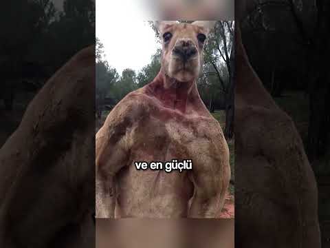 BİR KANGURUYU BÖYLE GÖRÜRSENİZ SAKIN DOKUNMAYIN