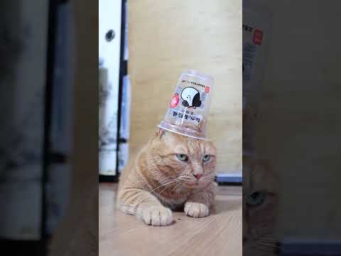 増量たべる牧場ミルクと癒しの猫たち－かわいい猫動画で癒されよう サムネイル