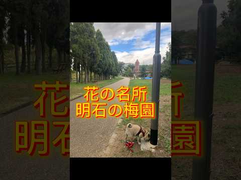 最高のお散歩コース #パグ #pug #お散歩 #名所
