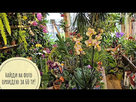 Как я продалась за орхидею в 60 тыщ рублей от Зебо. Красивая, редкая, моя!