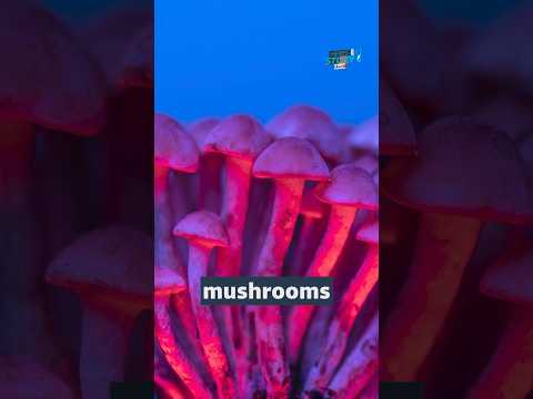 Could magic mushrooms help treat eating disorders? #itvnews #science