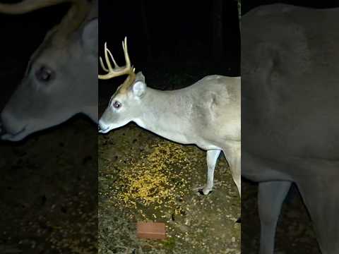 RARE 8 Point Buck Up Close at Night | Stunning Wildlife in Color! 🦌🌙 #shorts