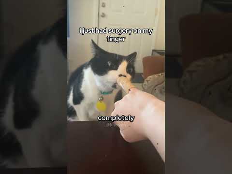 This Cat Couldn’t Believe What He Saw 😹