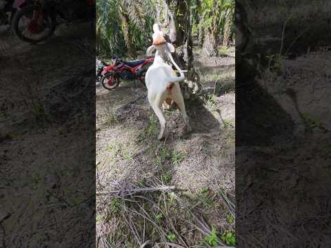 penyuntikan vitamin pada sapi liar #cow #shorts