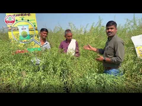 भाईयों, जब फसल अच्छी हो तो मेहनत का मज़ा ही अलग होता है #mustardseed