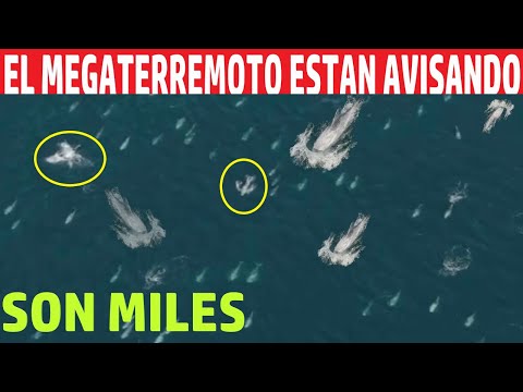 ANIMALES ESTÁN AVISANDO DEL MEGATERREMOTO