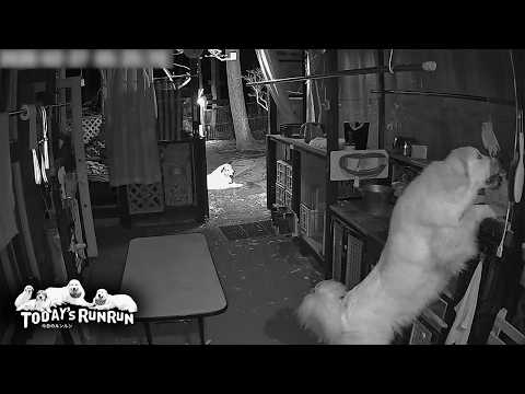 監視カメラでイタズラがバレたリリーです　Great Pyrenees　グレートピレニーズ