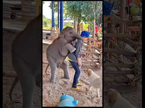 #ช้างน่ารัก #elephant #funnyanimals #มองนานๆ #animals #funny