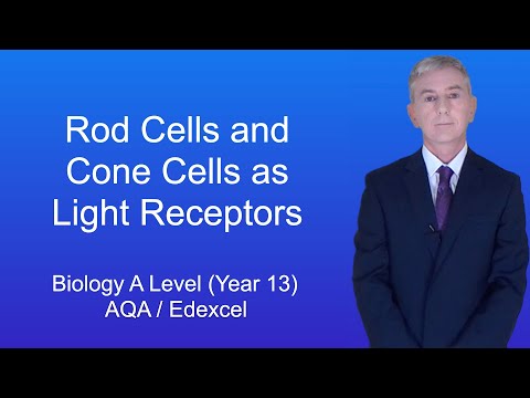 A Level Biology Revision (Year 13) “Rod Cells and Cone Cells as Light Receptors”