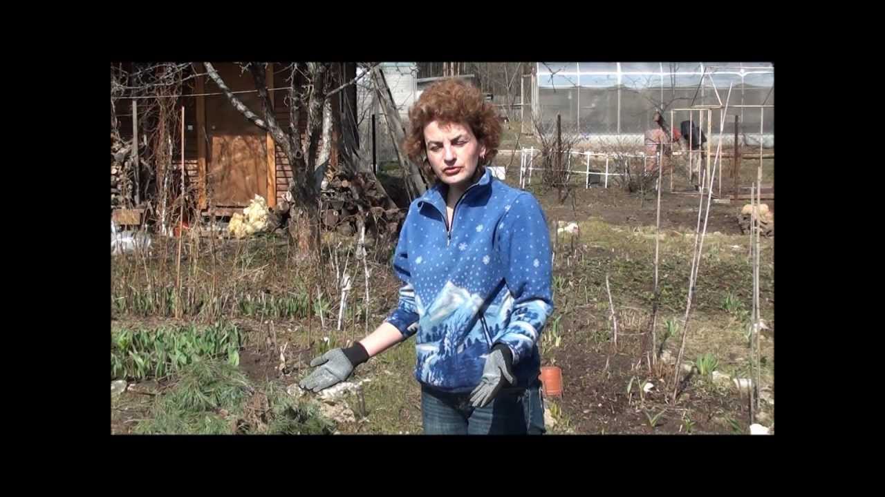 Как открывать розы #67