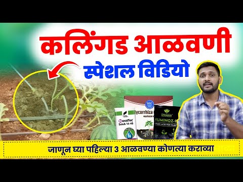 कलिंगड पहिली, दुसरी आणि तिसरी आळवणी कोणती करावी? kalingad sheti | watermelon farming marathi 😍✅