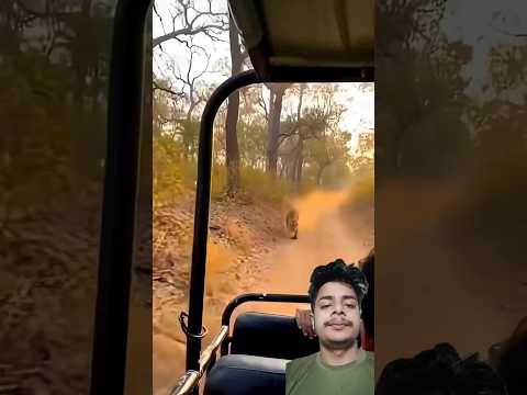 A disabled duckling helps his cat friend🐥#DuckRescue #CuteAnimal #AnimalRescue