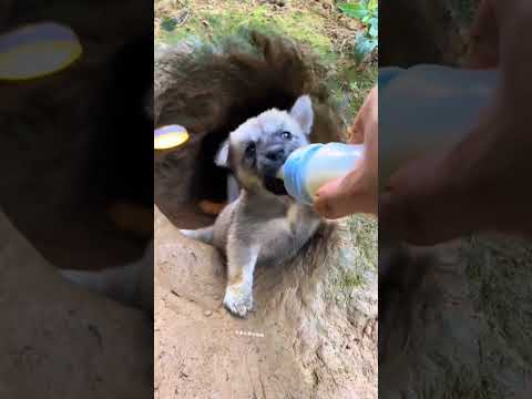 Fierce little milk beast #little milk dog #rural dog #dog #puppy #Chinese rural dog