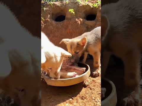 "How One Man Earned the Trust of a Wild Dog and Saved a Family"#animals#Friendship #Us