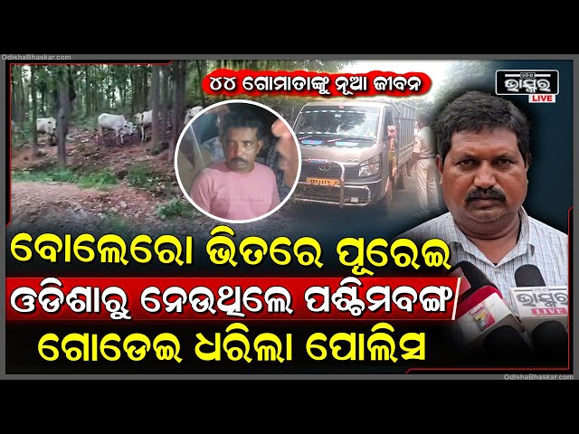 ଆକ୍ସନମୁଡରେ ଓଡିଶା ପୋଲିସ, ବୋଲେରୋରେ ପୂରେଇ ଓଡିଶାରୁ ନେଉଥିଲେ, ଗୋଡେଇ ଗୋମାଫିଆଙ୍କୁ ମାଡିବସିଲା ପୋଲିସ...