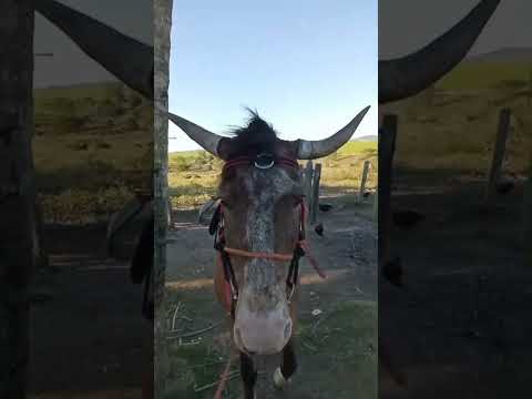 cavalo com chifre