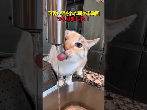 猫の動画サムネイル - ずっと見てられる😍 #猫 #cat #cats #cute