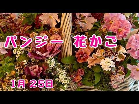 春のかご盛り　#パンジー　新春チャリティーディナーショーに連れてきました　2025年1月25日