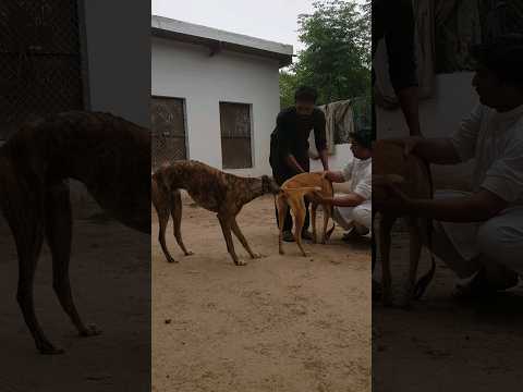greyhound breeding #shorts #dog #greyhound