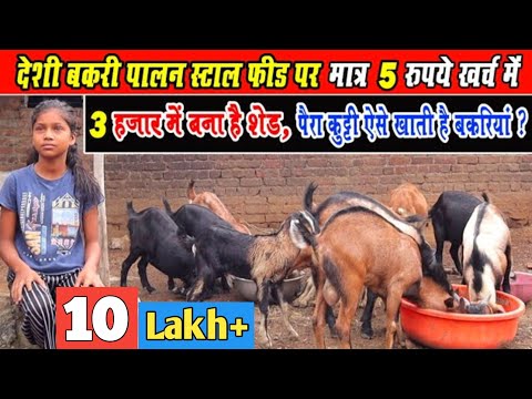 goatfarming। देशी बकरी पालन स्टाल फीड पर ।deshi bakri palan stall feed par।Low cost Goat Farm shed