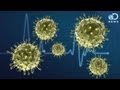 Exploring the Nature of Viruses: Life or Not?