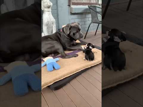 Little bro just wanted peace… big bro said NOPE 🐶❌ #dogs #funnytiktok #foryou #funnyvideos