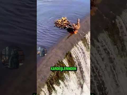 Ördek Ailesinin Yeniden Birleşmesi! 🦆 ❤️ 👨‍👩‍👧‍👦