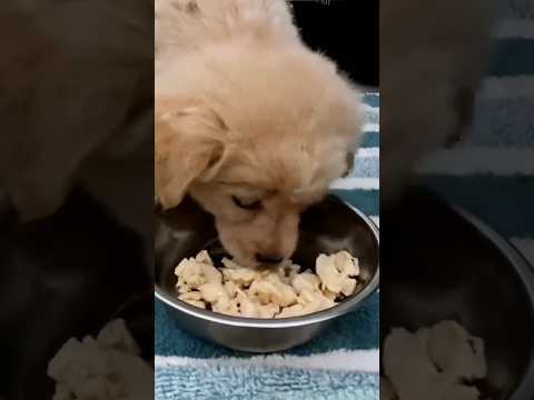 Trendsetter✨ puppy ? Rescue #love #shorts #trending #youtubeshorts #animalrescue  #fyp #rescuedogs