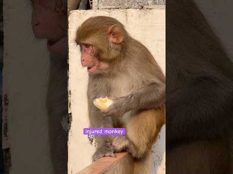 🤕 घायल बंदर🐒की मदद। Help the injured monkey. #shorts