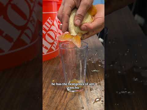 Creating THOUSANDS of baby goldfish