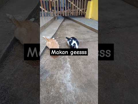 🐱🐱 #cat #kucinganggoralucudanimut #17agustus #kucingbelangtiga #bandung