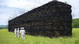 Es Una Locura. Las Abejas Han Empezado A Matarse Entre Ellas Por Millones. ¿Cómo Ha Sucedido Esto?