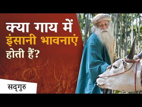 क्या गाय में इंसानी भावनाएं होती हैं? | Do Cows Have Emotions? | Sadhguru Hindi