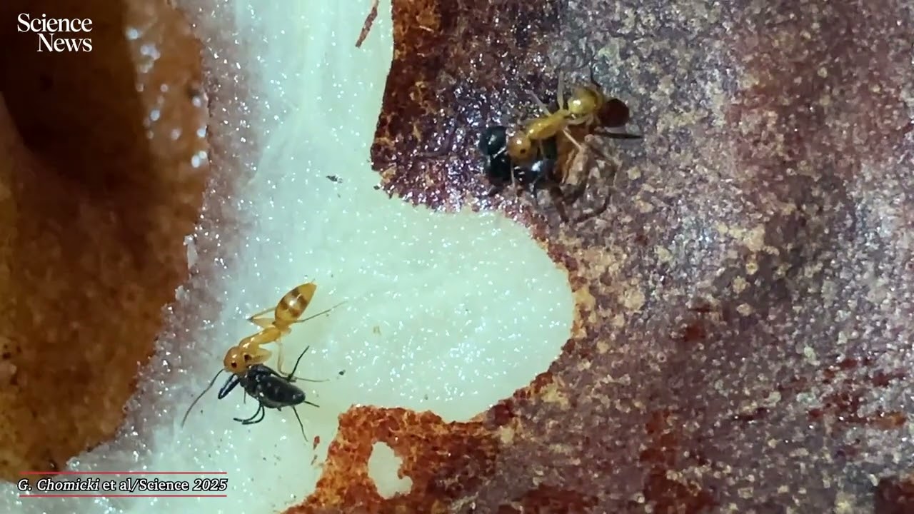Ant wars start when plant walls fall | Science News