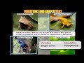 Frog Adaptations and Characteristics