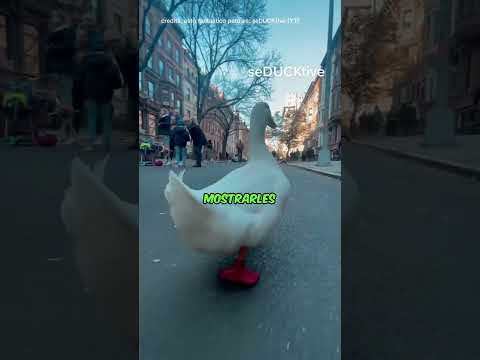 Este PATO corrió el MARATÓN 🦆@wrinkletheduck🥇  (seduktive via YT)
