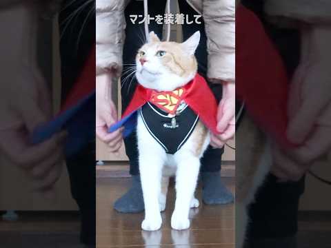 町の安全を守る猫#元野良猫チャチャ #猫 #ねこ #ネコ #猫武将 #cat #チャチャ