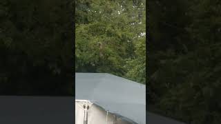 Squirrel enjoying a wee munch hanging upside down  🐿️