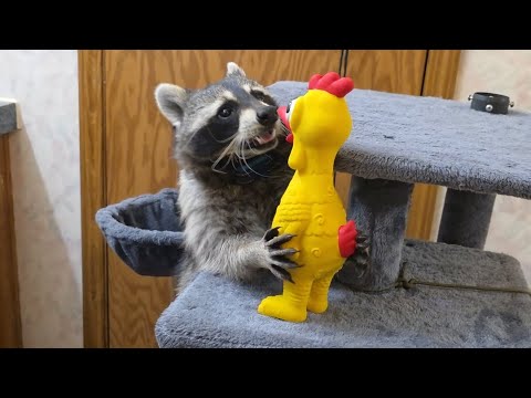 Tigger The Raccoon Sneak Attacks Dad With The Rubber Chicken 🦝♥️🐔