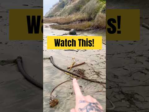 Sea Ball Gushed When I Stepped on it! ๐ฑ #shorts