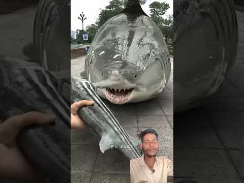 moti machli ka pet fat Gaya #shark #sharkscience