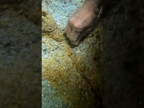 gold mining, discovery of gold lines at the bottom of the river #gold #trending #viral