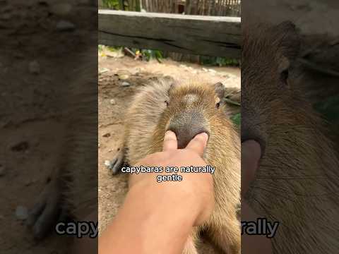 Cute capybara #animals #adorably #cute #capybara #shorts #shortvideo