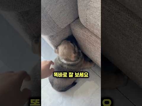 댕댕이가 구석에 머리를 박고 있는 이유