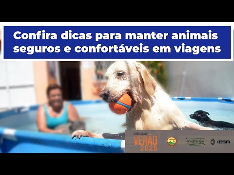 Confira dicas para manter animais seguros e confortáveis em viagens