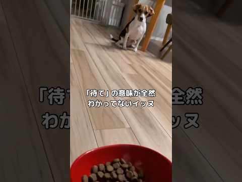 待てだよって言ってるのに真剣な表情でめちゃくちゃ近づいてくる犬 #ビーグル #待てだよ #犬 #shorts